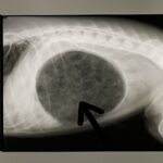 Twisted stomach and distended abdomen in dogs