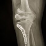Cataract surgery and knee surgery in dogs