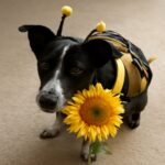 Diabetic dog food and homemade recipes