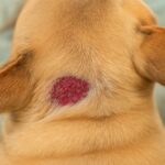 hot spot on dogs and bugs on dogs