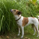 Bug repellent for dogs using natural ingredients