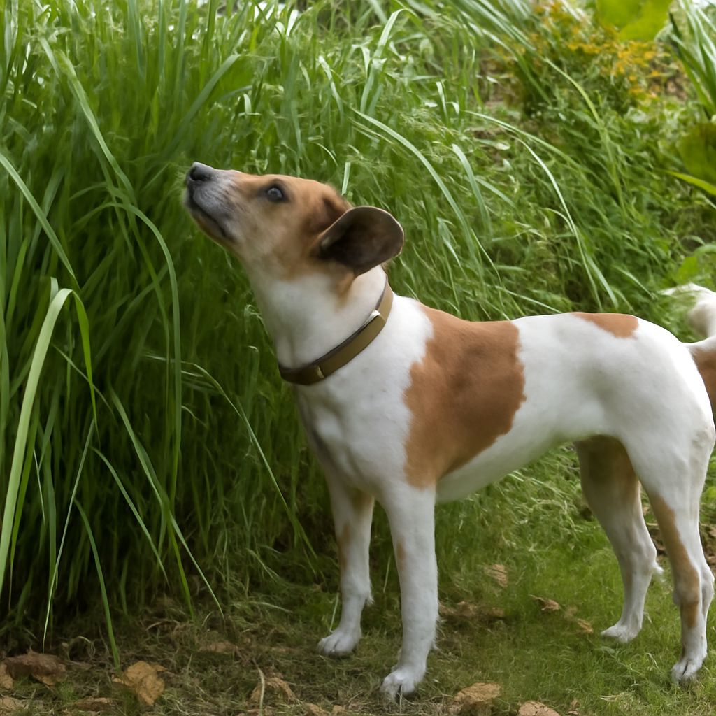 Bug repellent for dogs using natural ingredients
