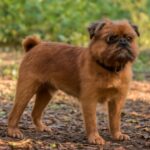 Small dogs that don't shed and well behaved dogs