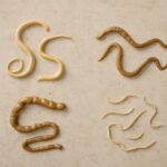 Understanding whip worms in dogs and whipworm symptoms in dogs