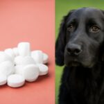 Can you give dogs aspirin safely, including baby aspirin and buffered aspirin for dog arthritis