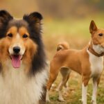 what dog breed am i quiz, what type of dog am i quiz