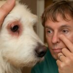 Dog eye problems and home remedies for dog eye infections
