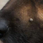 Addressing tear stains, seed ticks, and burrs on dogs