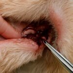 Mange in dogs pictures and dog ticks pictures