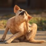 Black scab on dog and wart on dog paw