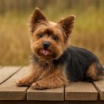 Image of the best dogs for seniors and the best dog breeds for older adults