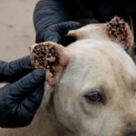 Floppy ear dogs and big ear dogs care