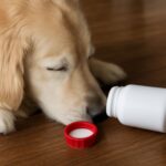 The dangers of ibuprofen for dogs and safer pain relief options