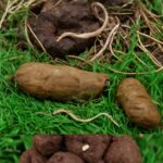 Understanding pinworms in dogs and if dogs get pinworms