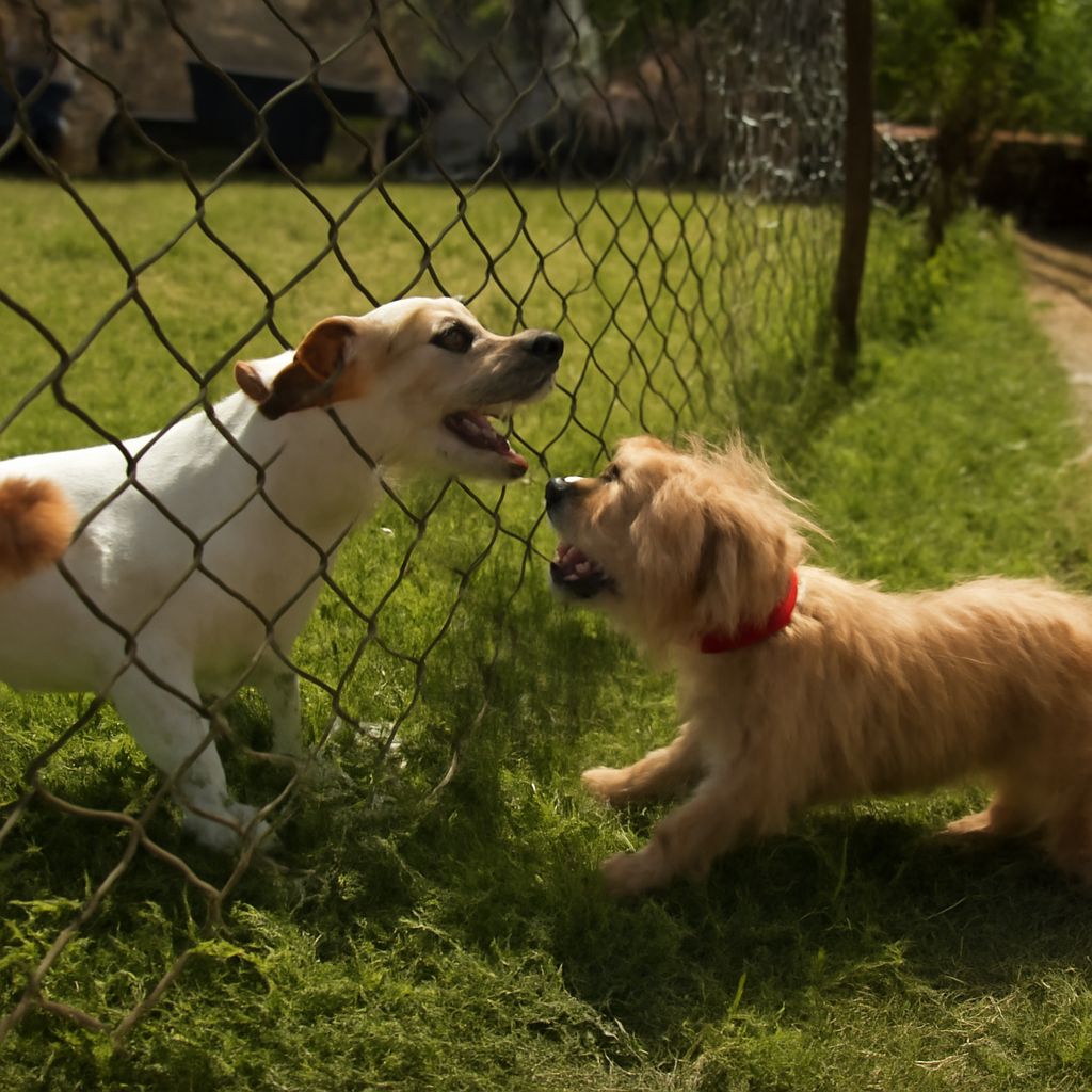 Ultrasonic deterrents and neutered dogs