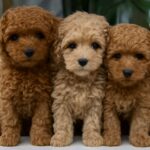 good apartment dogs and dog breeds good for apartments