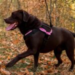 dog cloning and custom dog harness
