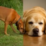 Signs your dog is dying, how to tell if your dog is dying