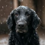 Can dogs get colds? Do dogs get colds?