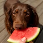 Can dogs eat watermelon and is watermelon safe for dogs?
