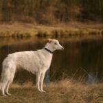 Borzoi dog showcasing the elegance of the borzoi dog breed