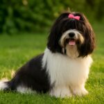 Havanese dog enjoying the outdoors, showcasing traits of the Cuban dog breed.