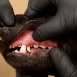 Healthy gums in dogs and what color should dogs' gums be