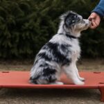 Elevated and modern dog beds