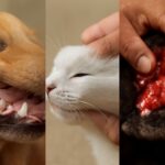 pale gums in dogs and white gums in dogs