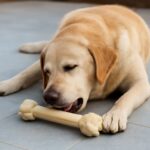 Rawhide bones and chews for dogs