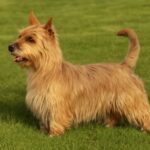 Small guard dogs are among the top 10 guard dogs and best small guard dogs.